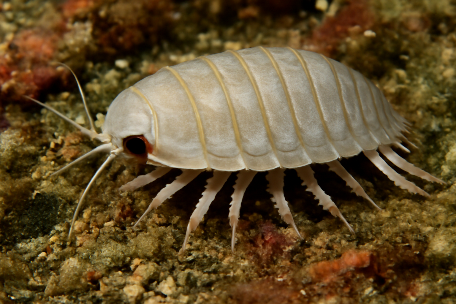 Edwards' Isopod
