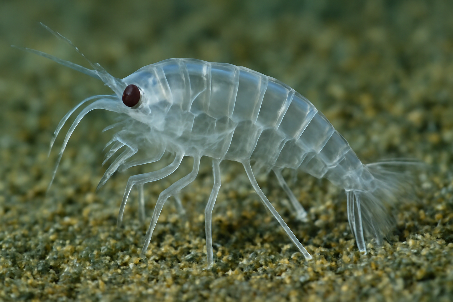 Transparent apocuma