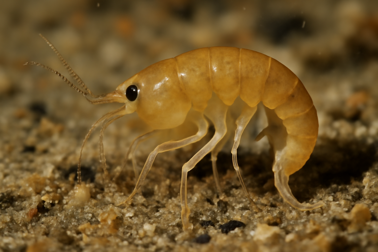 Bodotria scorpioides
