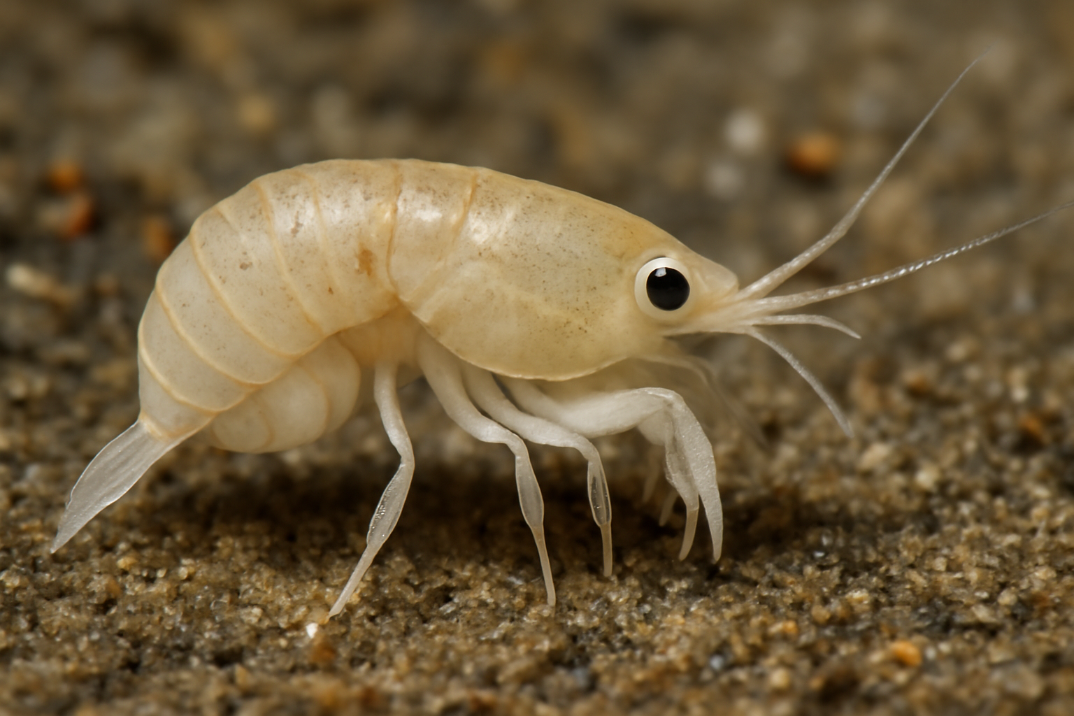 Bodotria pulchella