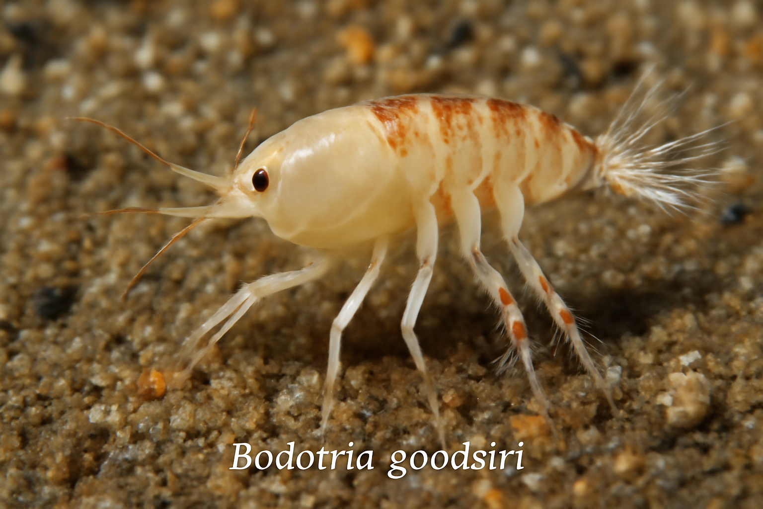 Bodotria goodsiri