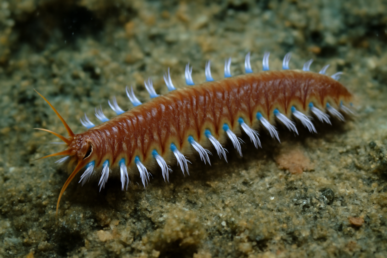 Deep Sea Bristle Worm