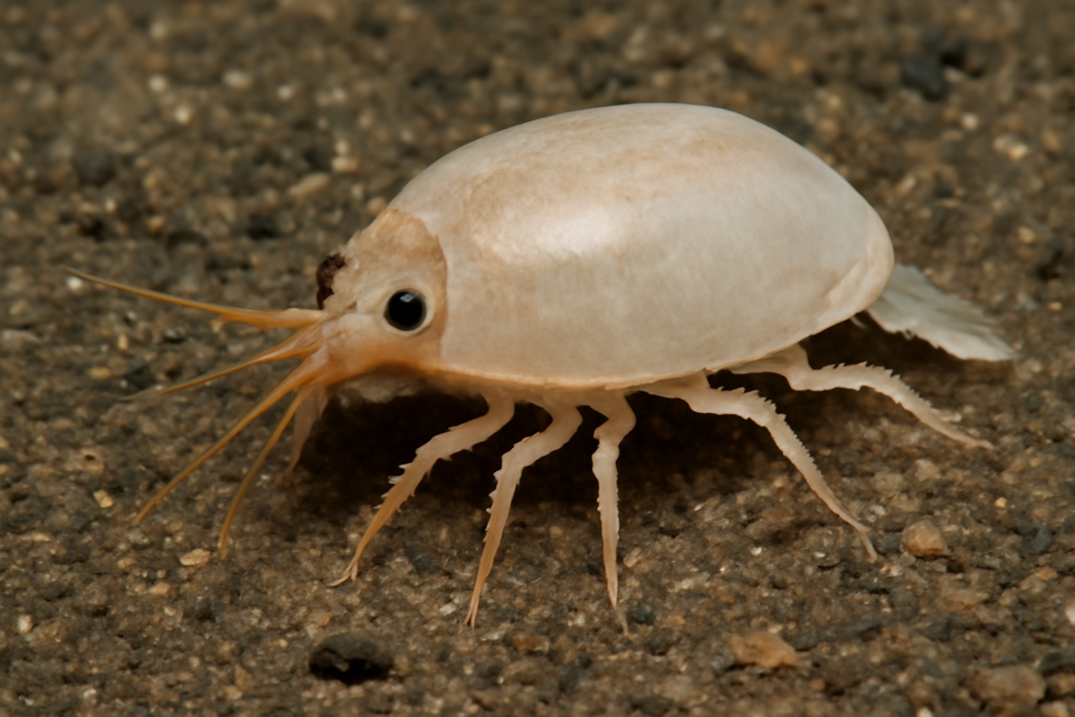 Antarctic Iphinoe