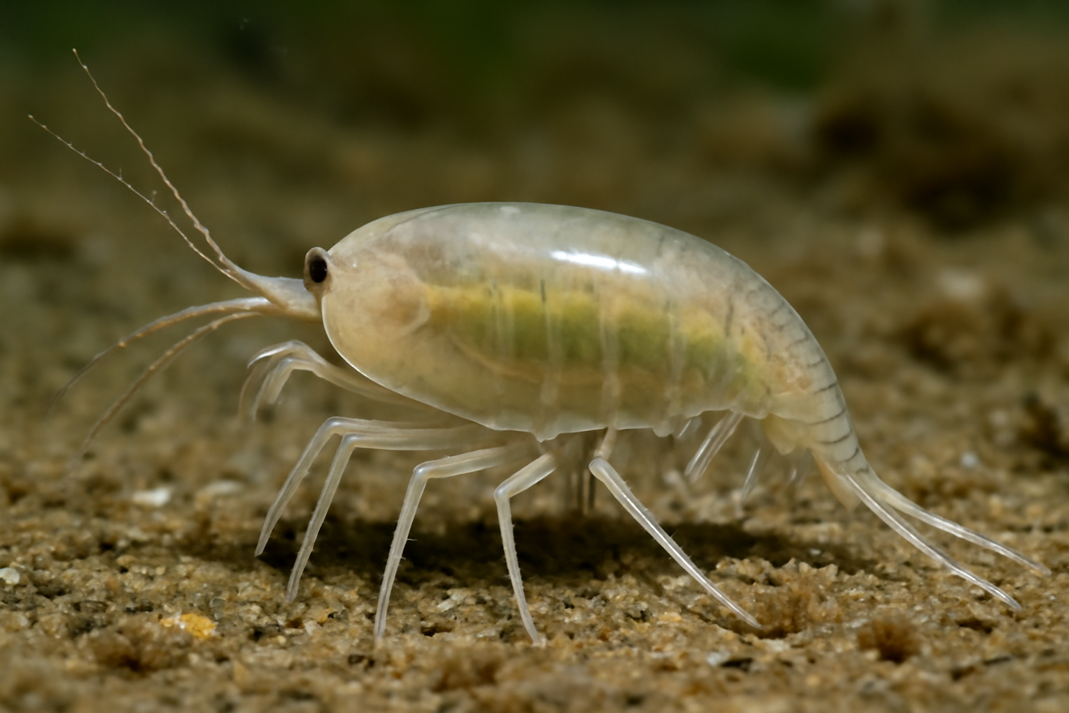 Boreal Iphinoe