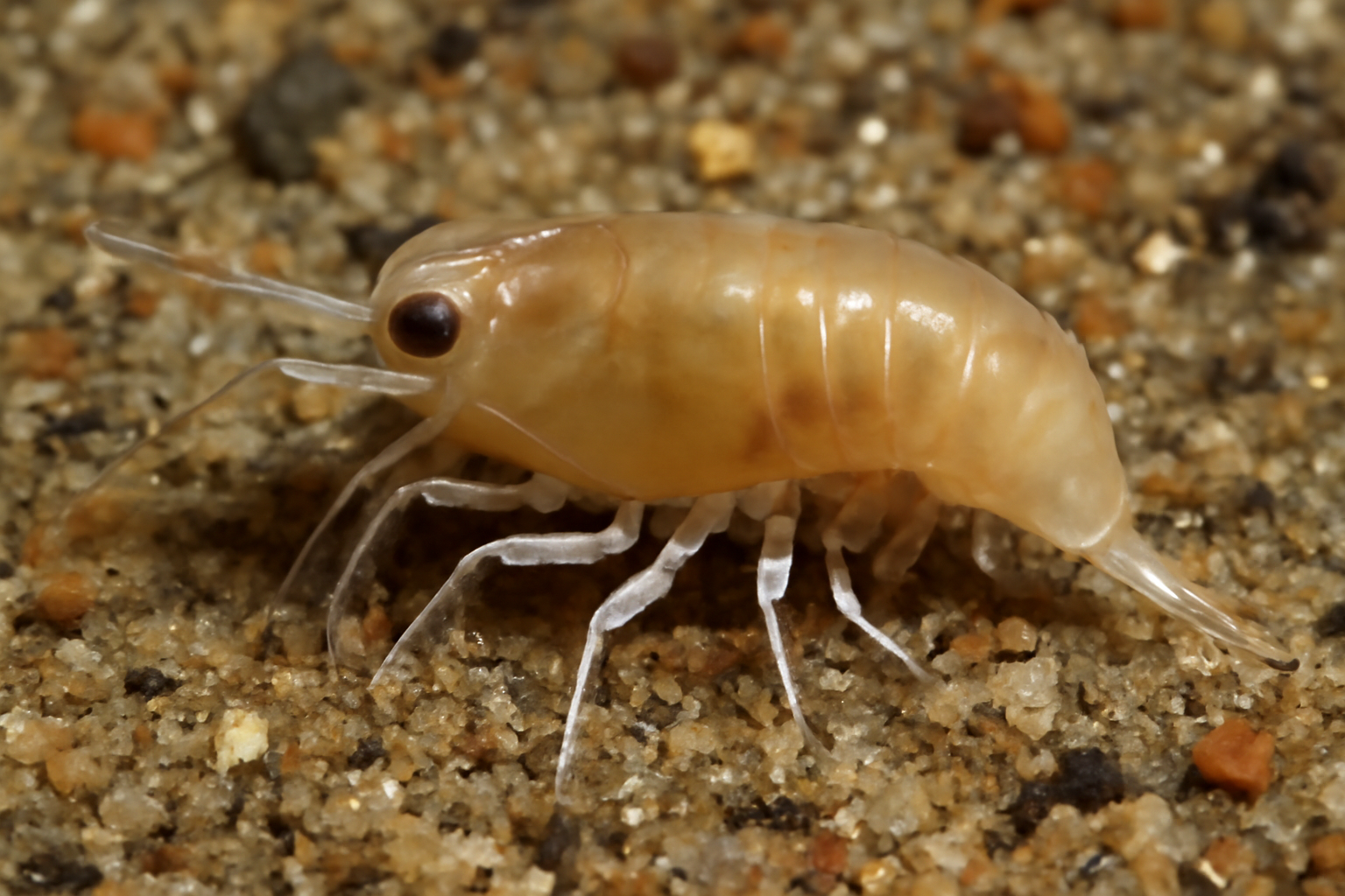 Common Iphinoe