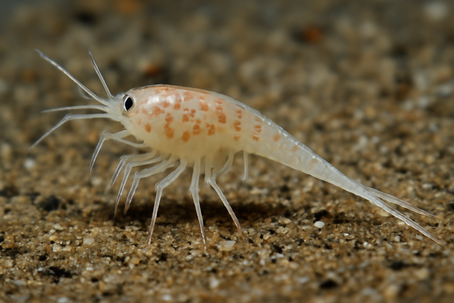 Long-tailed Pseudocuma
