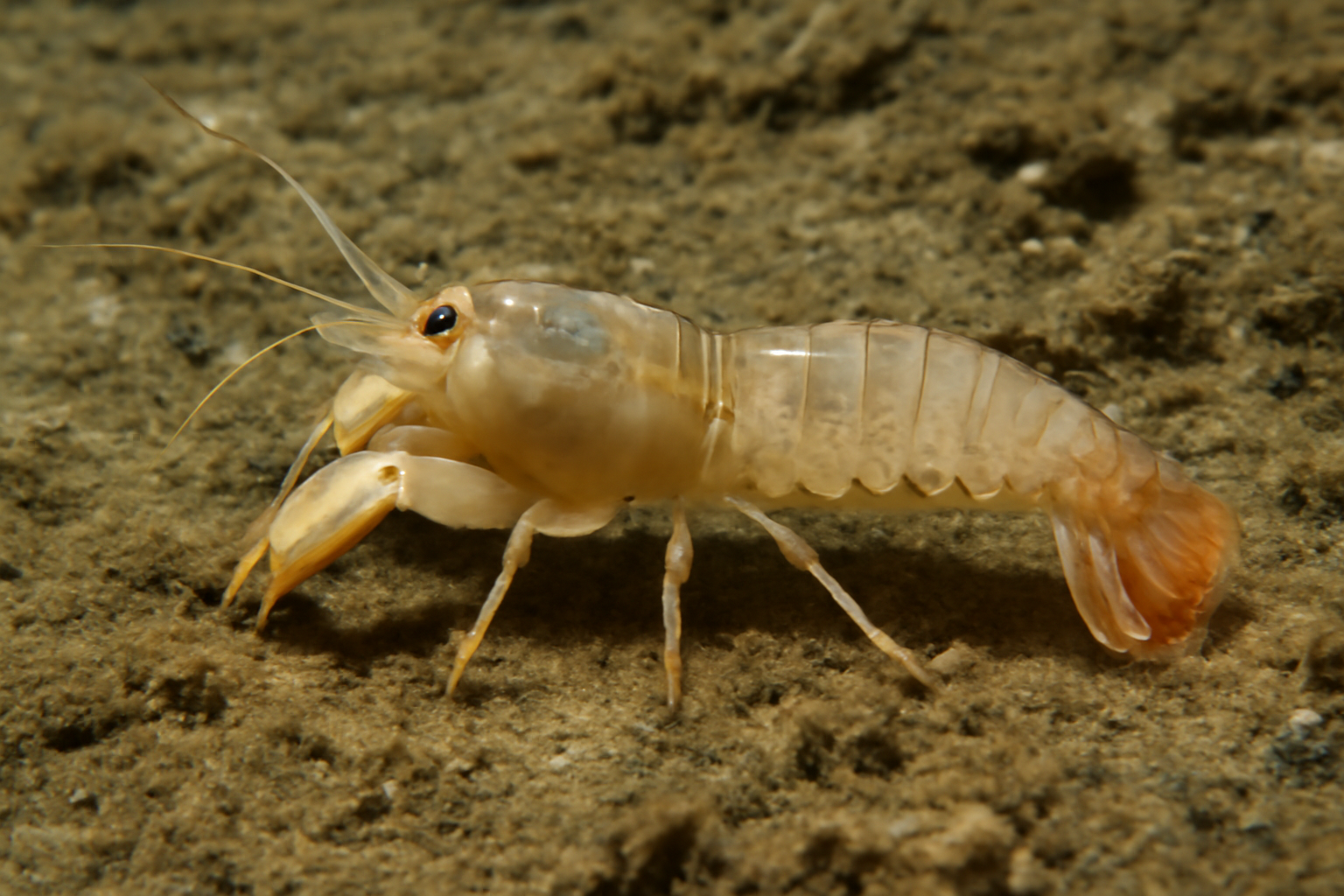 Northern mud shrimp