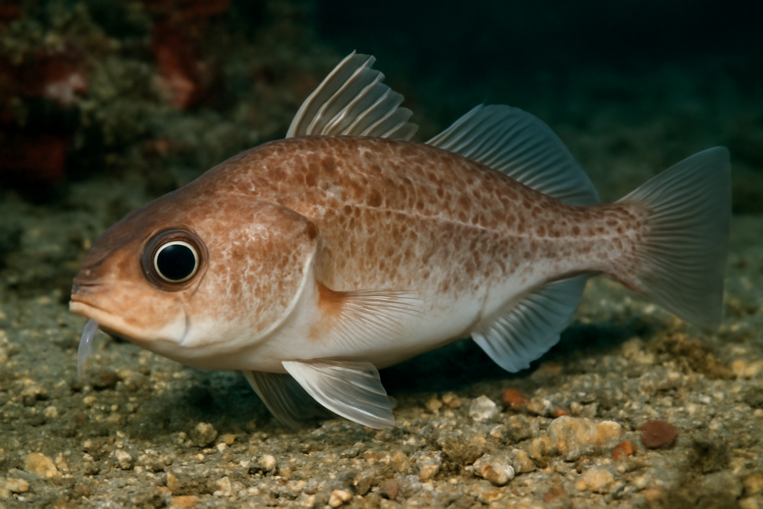 Pacific Roundhead