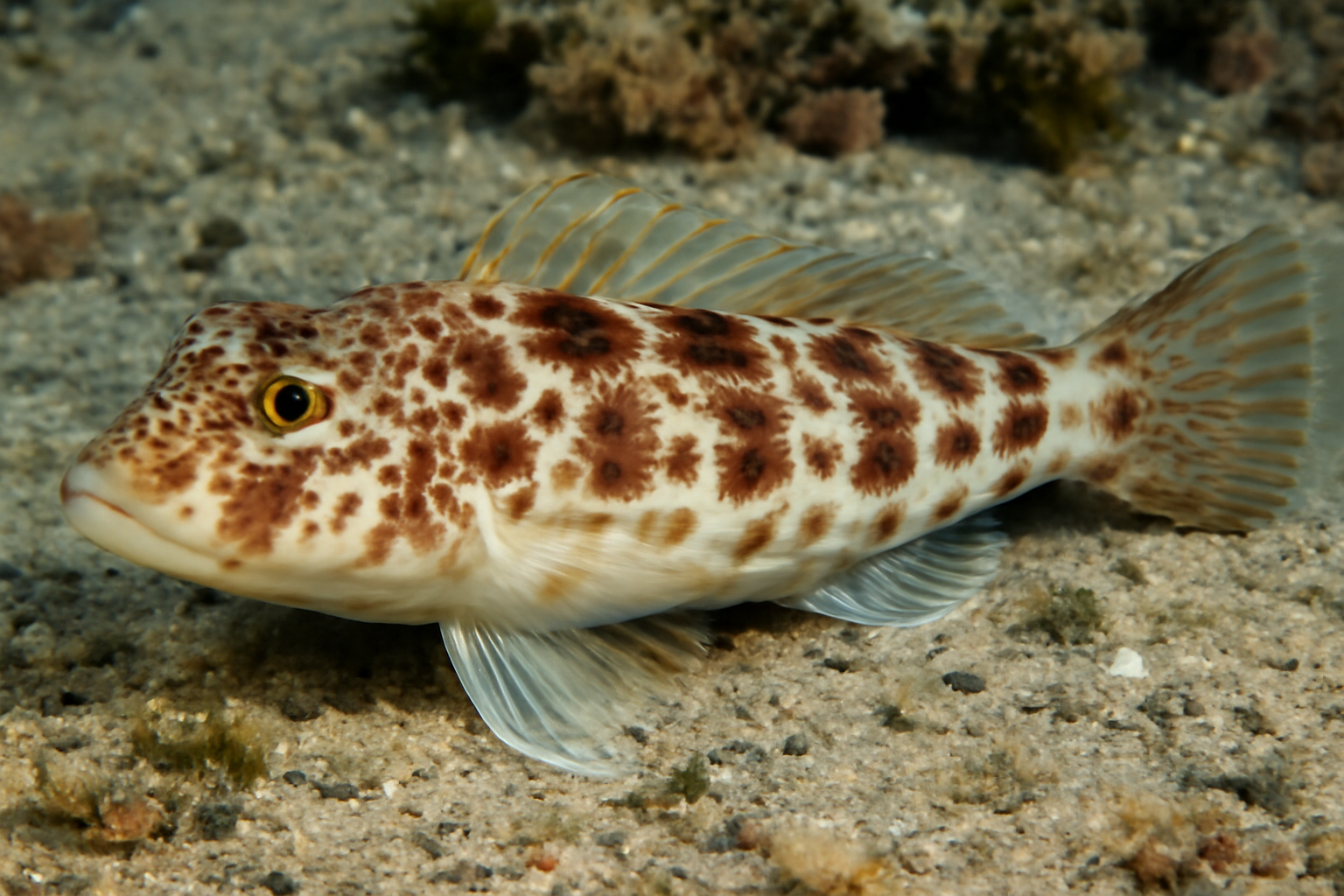 Indian Ocean Roundhead