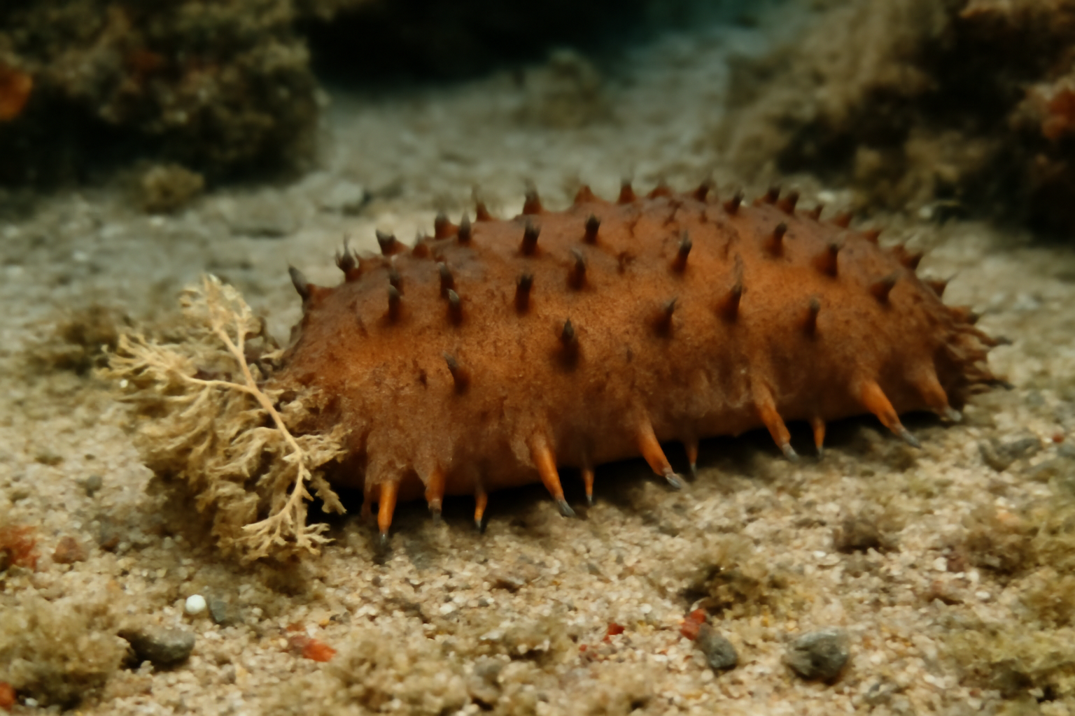 Common Sea Cucumber