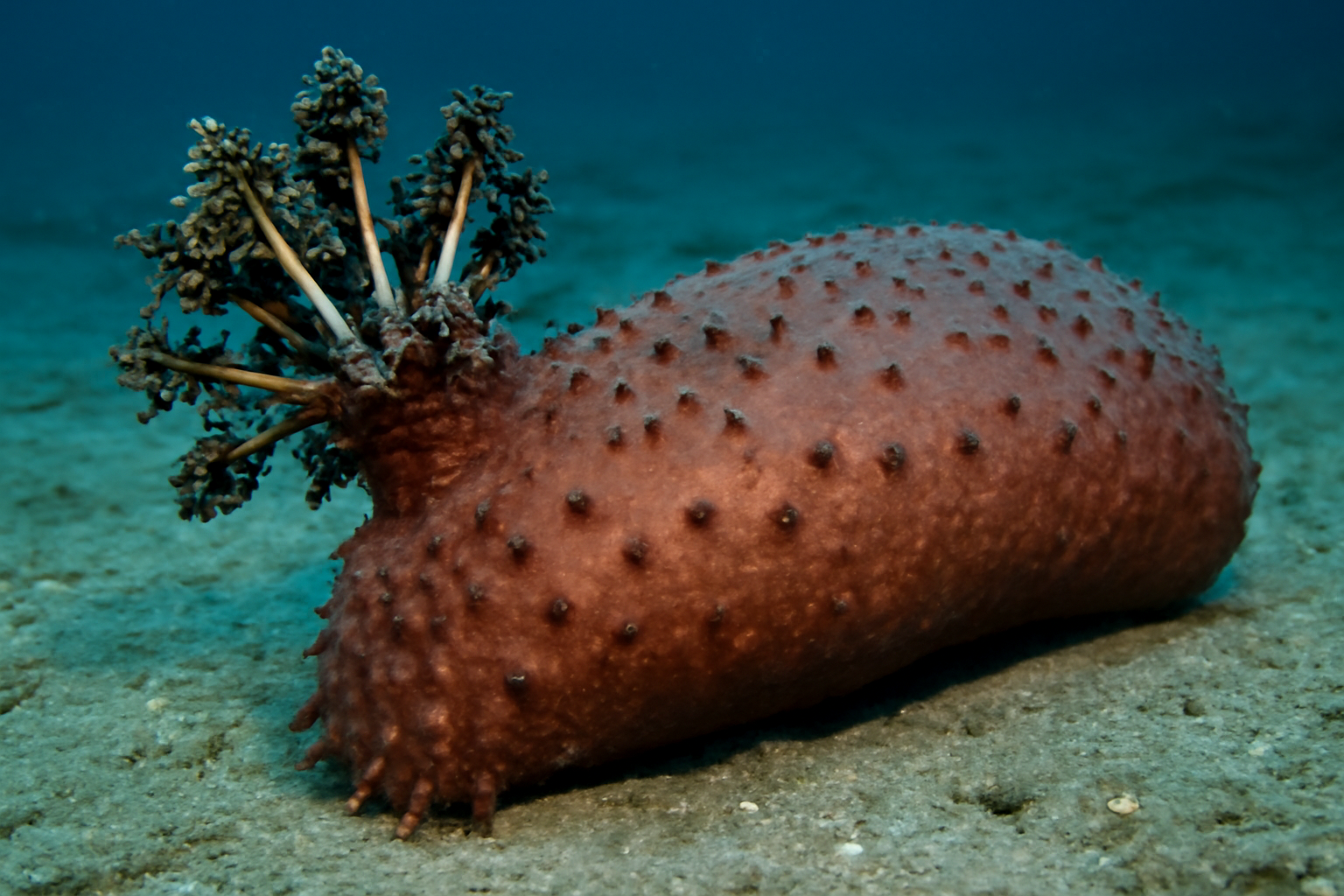 Giant Deep Sea Cucumber