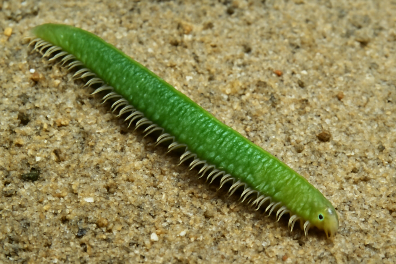 Green Cumella
