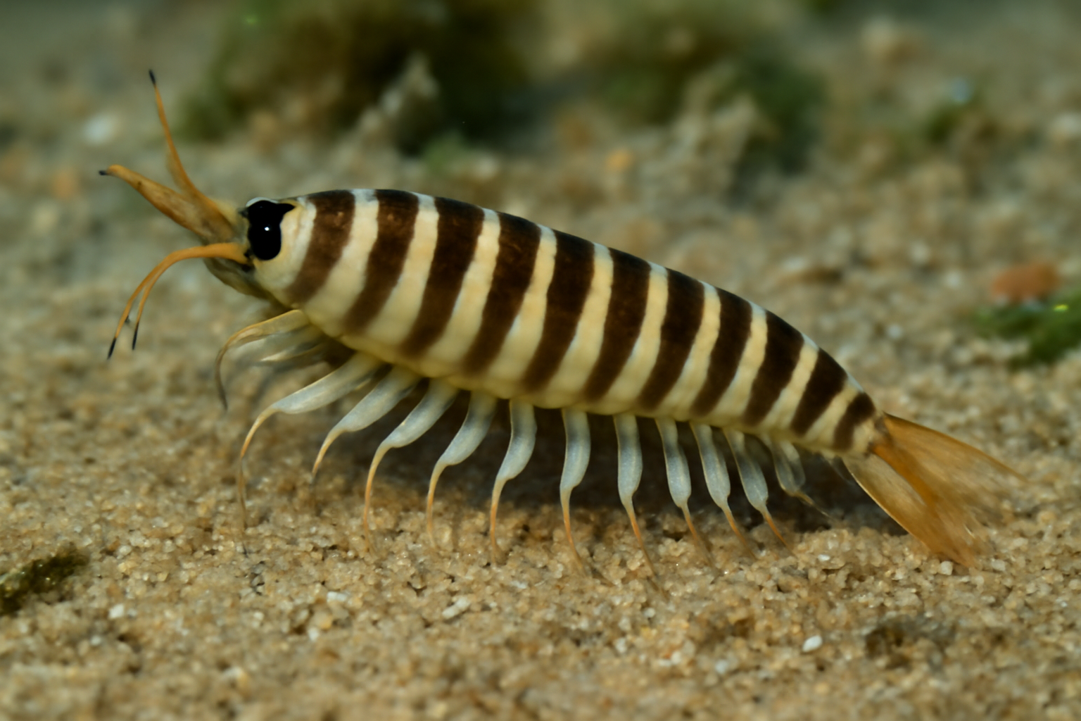 Striped Cumella