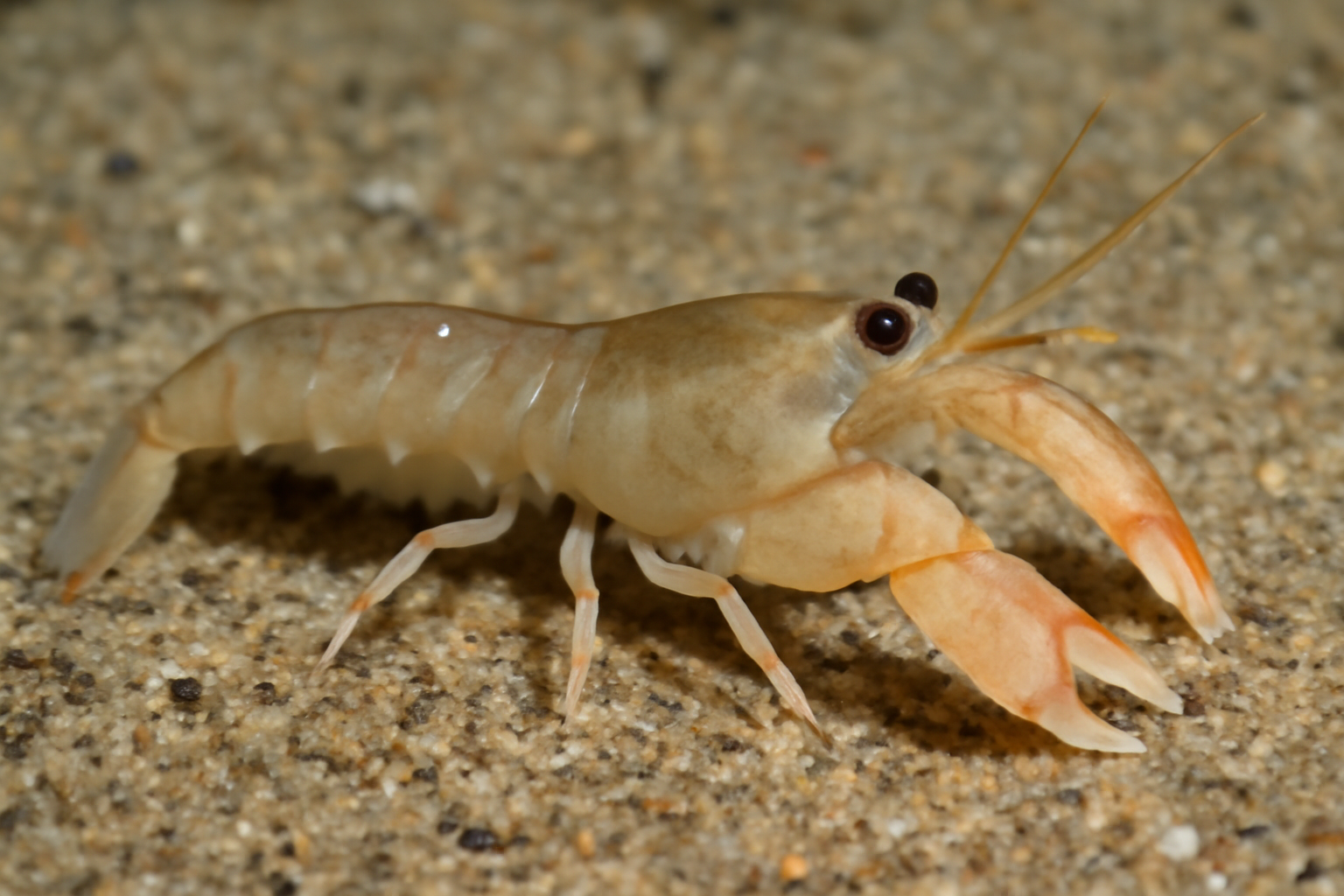 Sand-dwelling mud shrimp