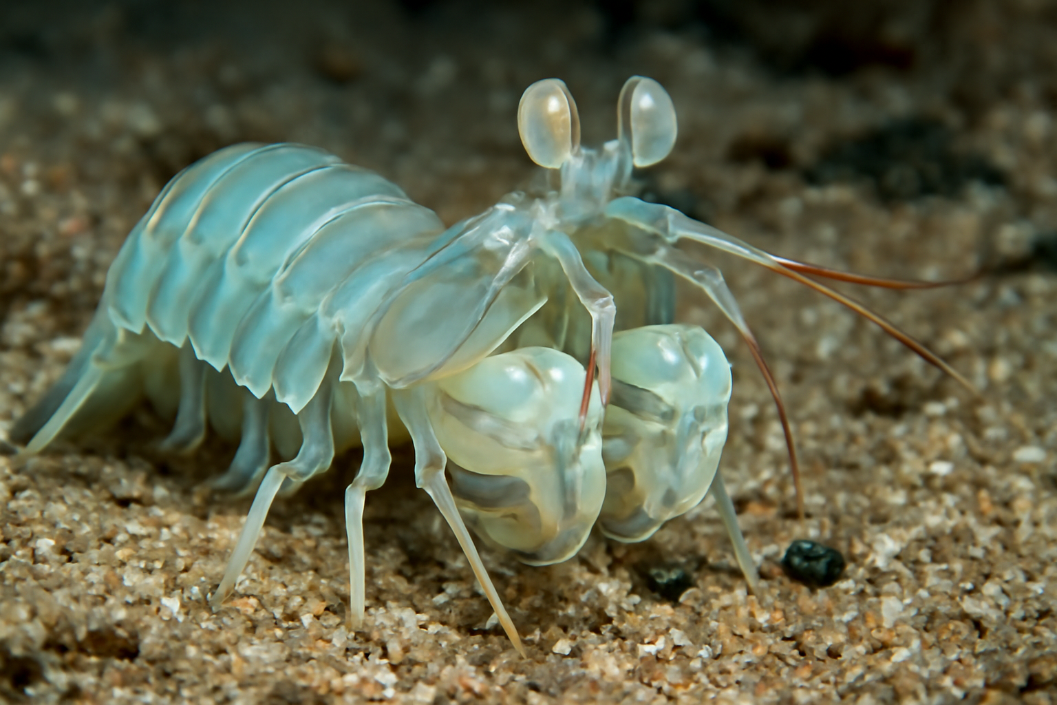 Crystalline Mantis Shrimp