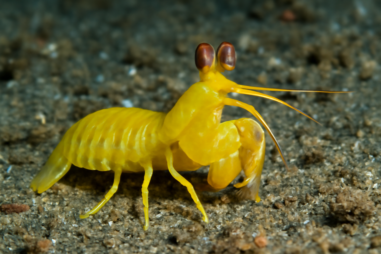 Yellow Mantis Shrimp