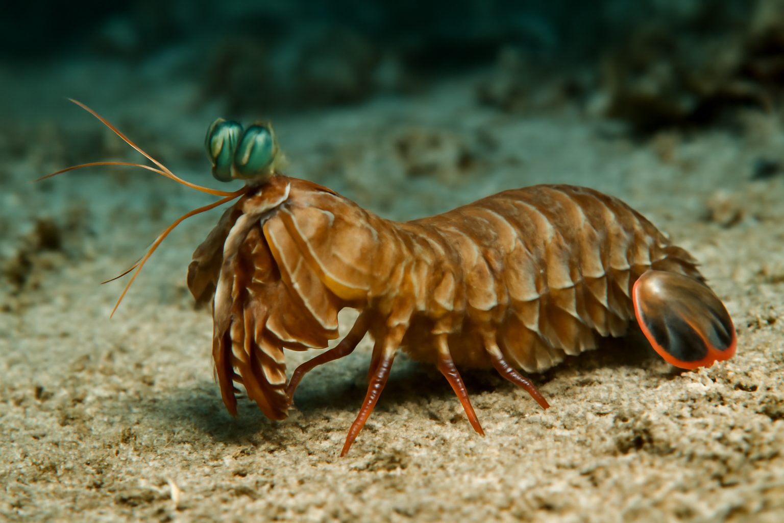 Gulf Mantis Shrimp