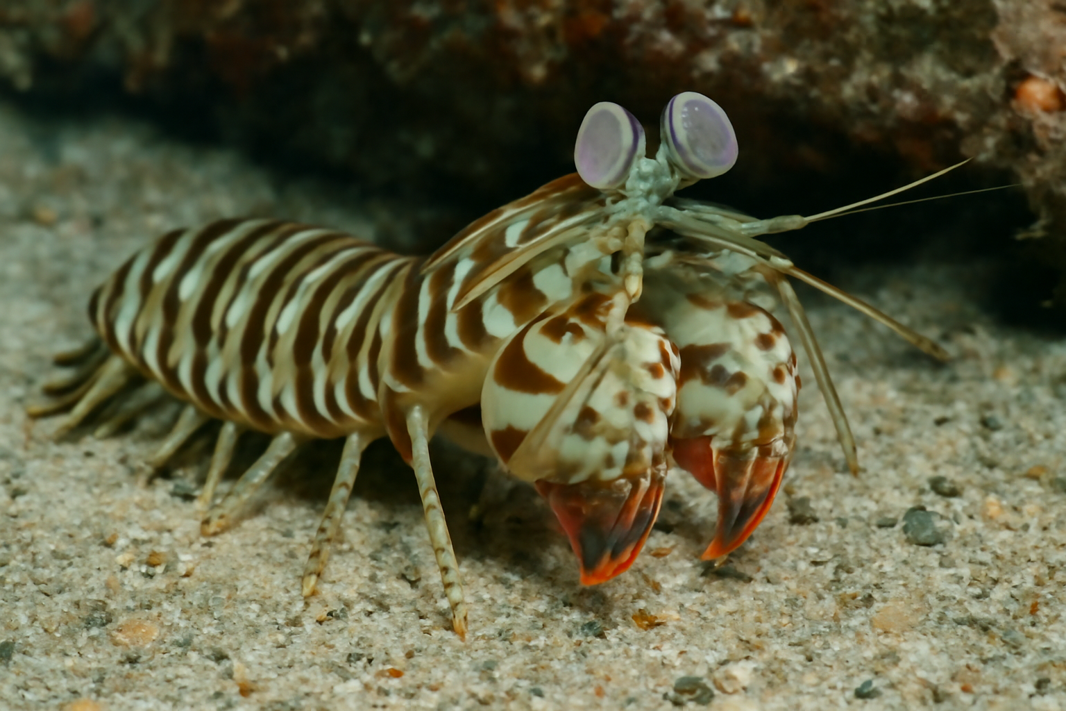 Striped Mantis Shrimp