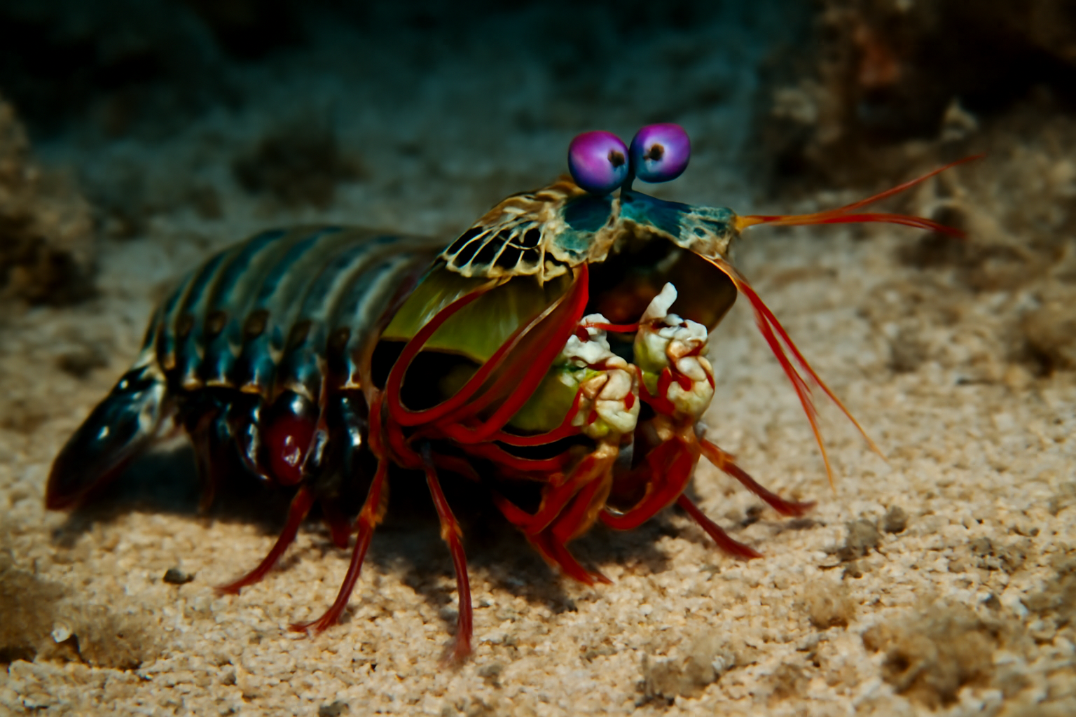 Smith's Mantis Shrimp