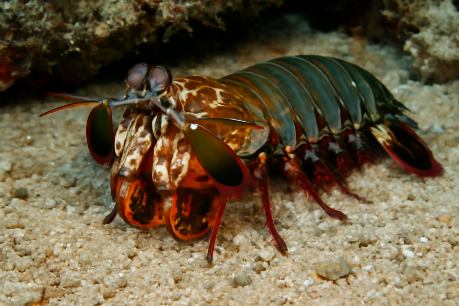 Chiragra Mantis Shrimp