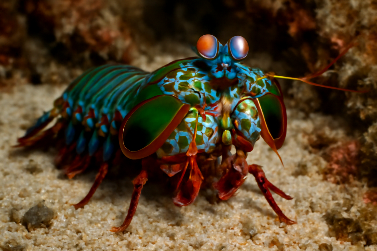 Curacao Mantis Shrimp