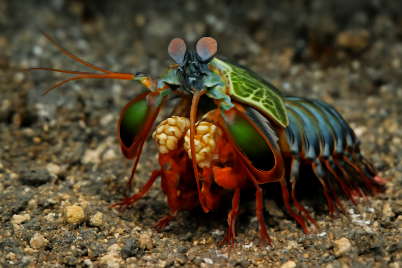 Mantis shrimp