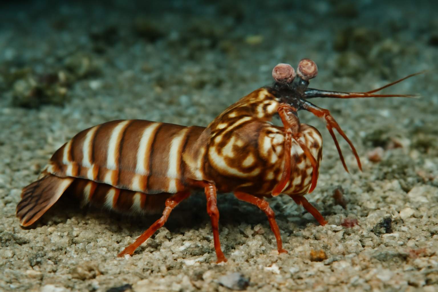 Banded mantis shrimp