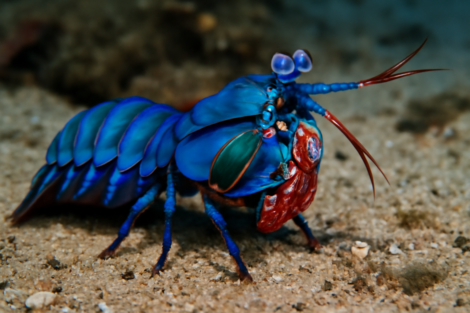 Blue Mantis Shrimp