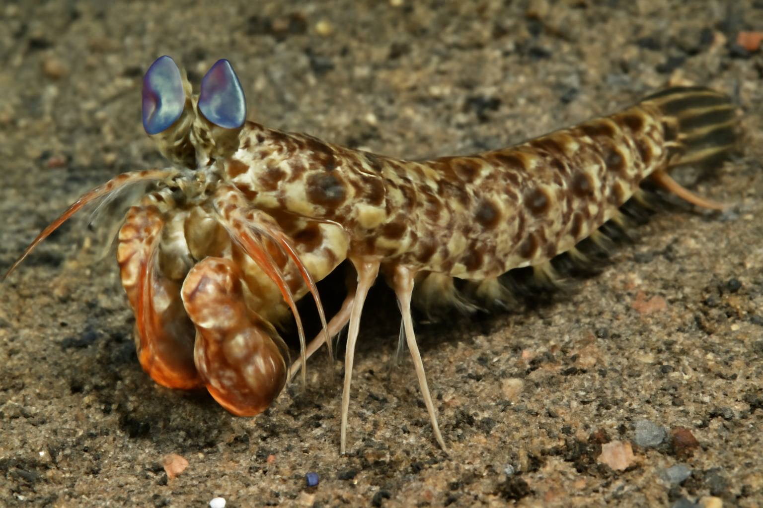 Long-tailed Mantis Shrimp