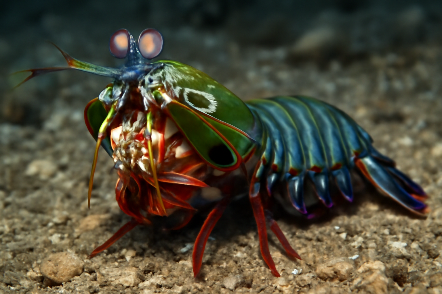 Giant mantis shrimp