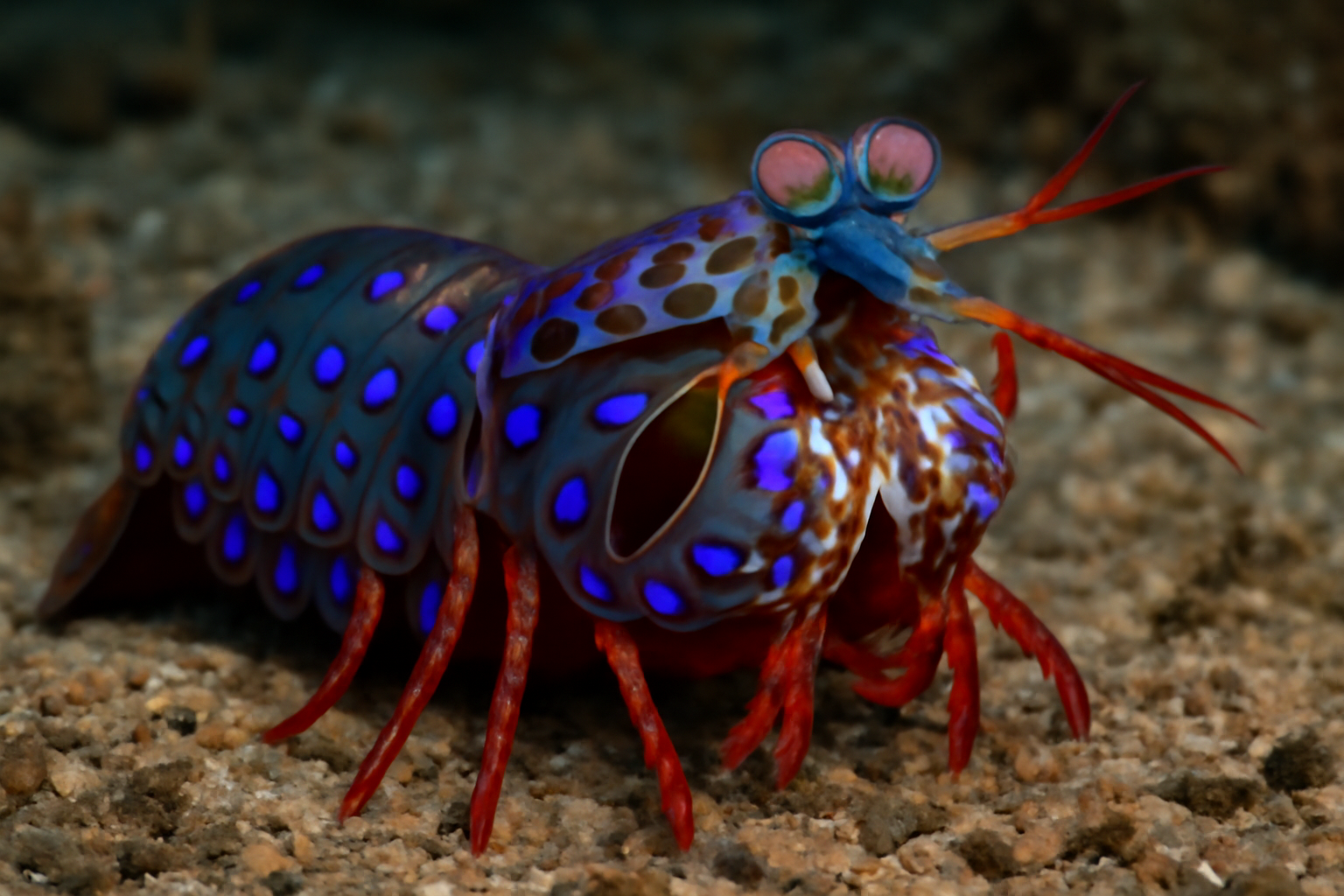 Purple-spotted Mantis Shrimp