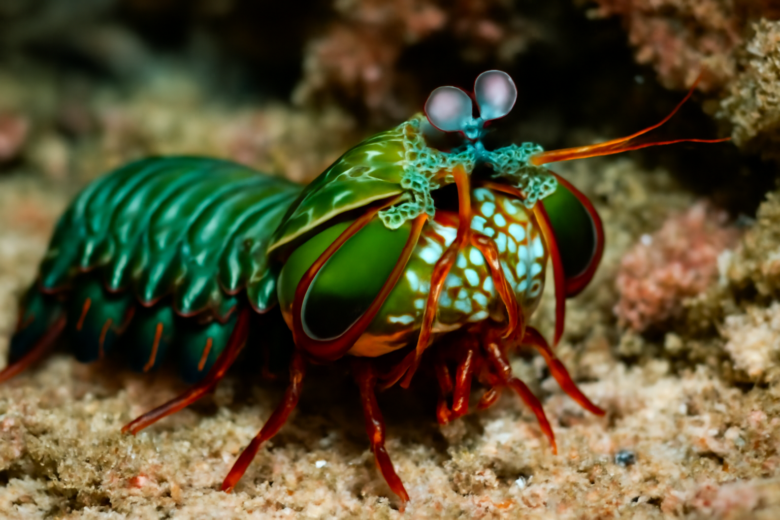 Coral Mantis Shrimp