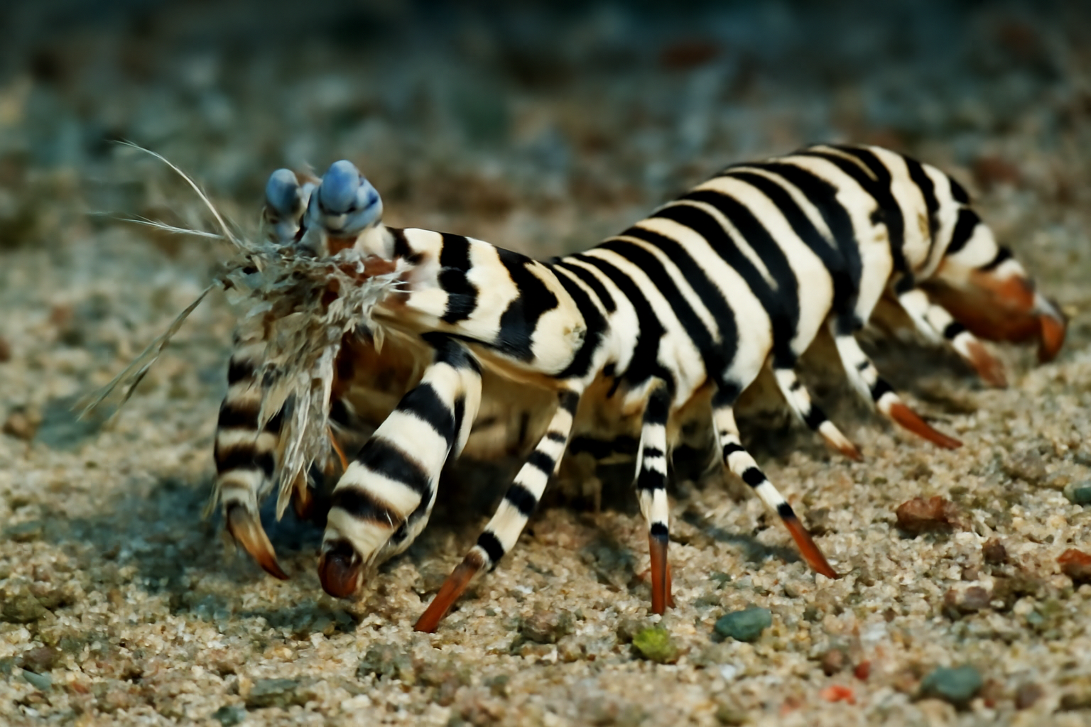 Zebra Mantis Shrimp