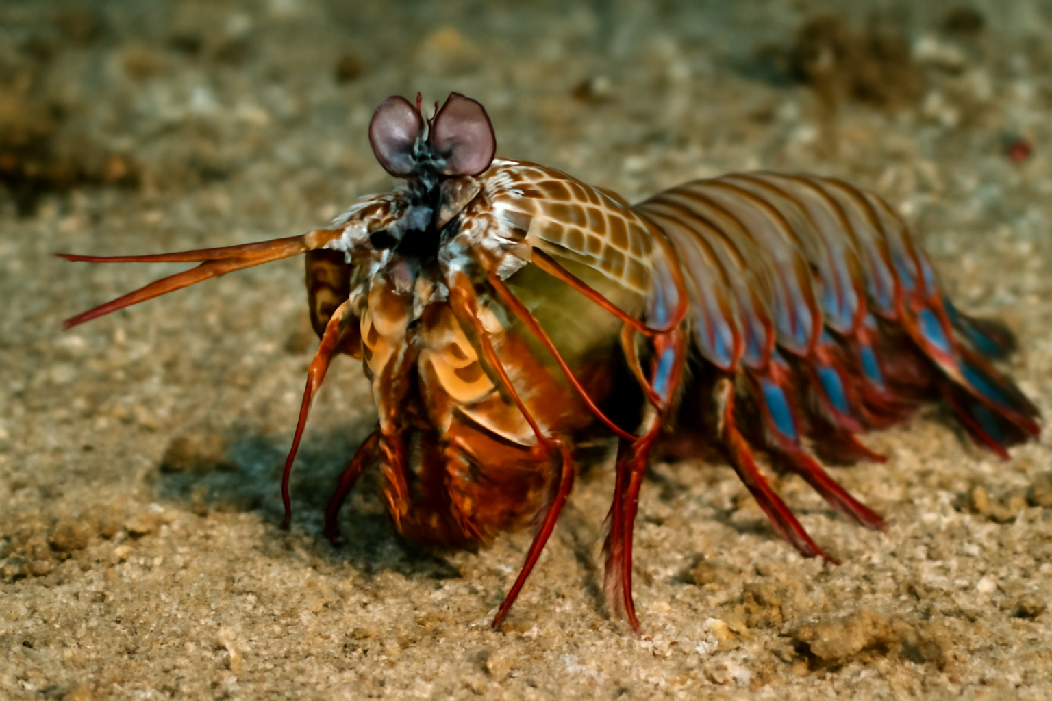 Spearing Mantis Shrimp