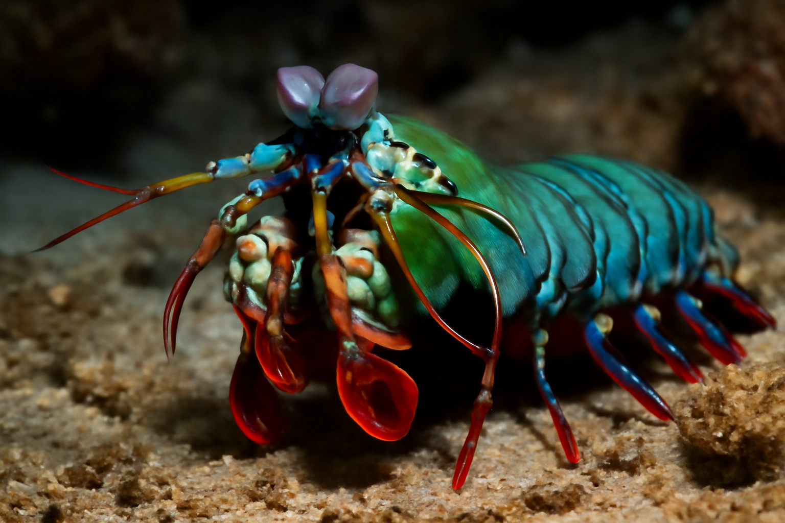 Smiter Mantis Shrimp