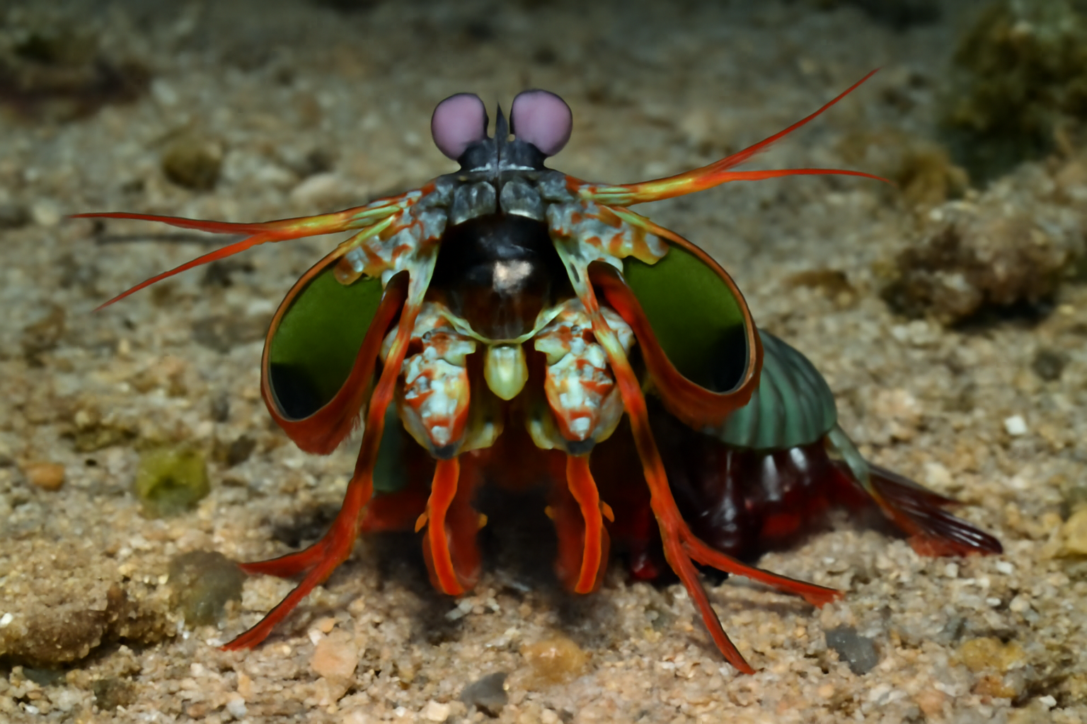 Smashing Mantis Shrimp