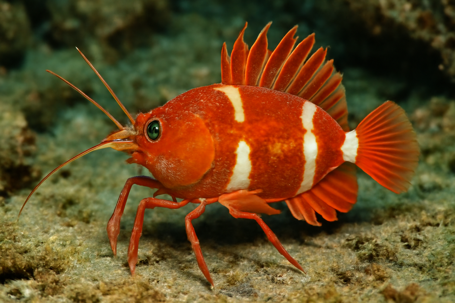Boarfish Prawns