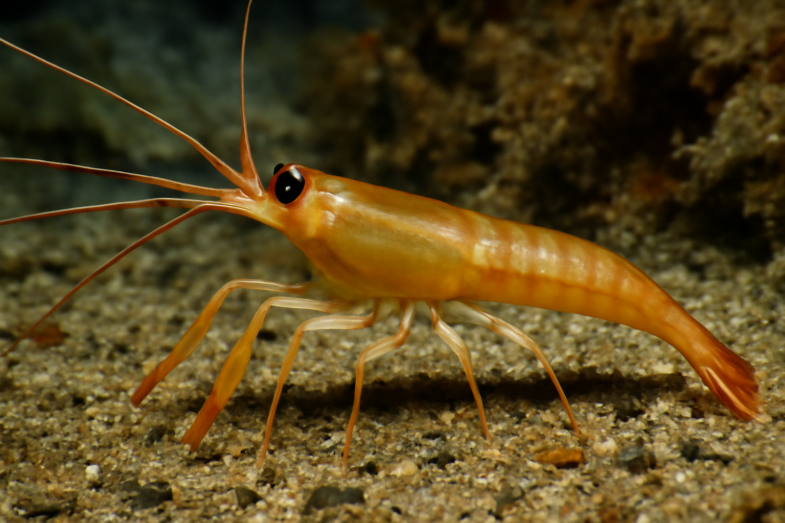 Spindle Prawns