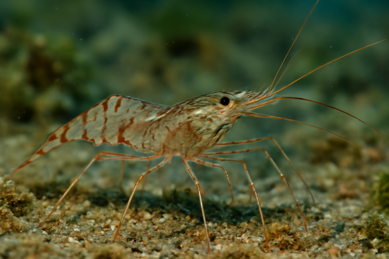Long-legged Shrimp