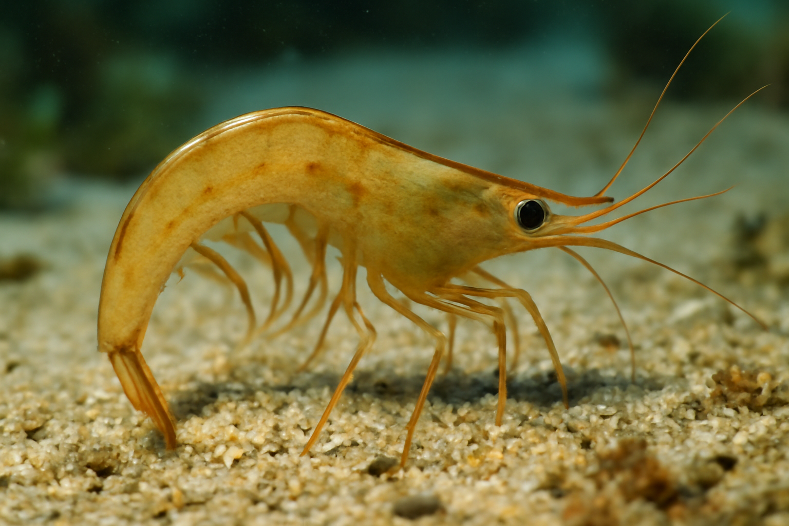 Sickle Shrimp