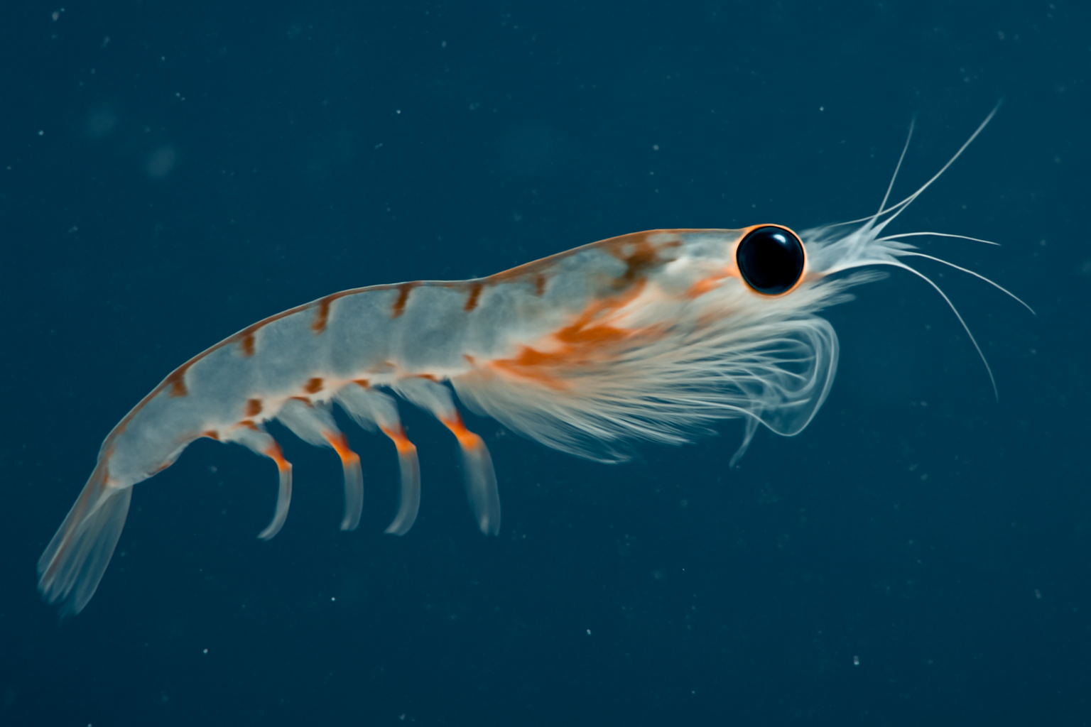 Arctic Krill