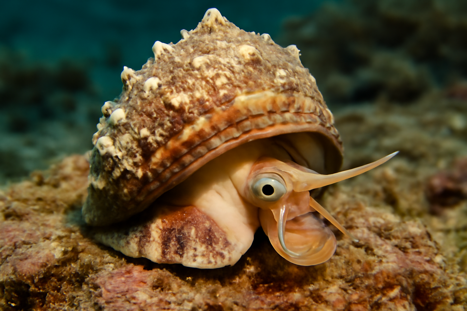 Japanese Top Shell