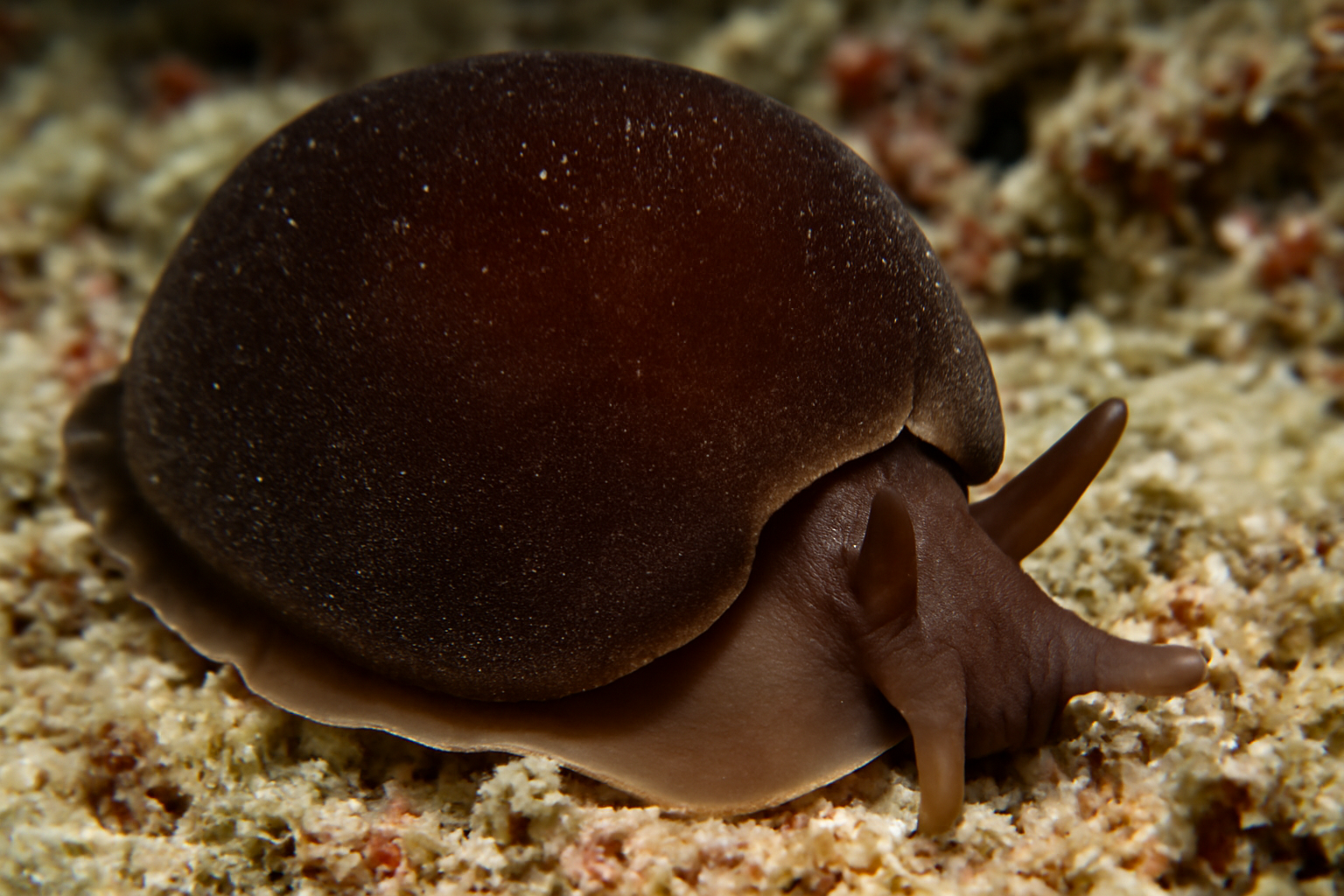 Brown velvet snail