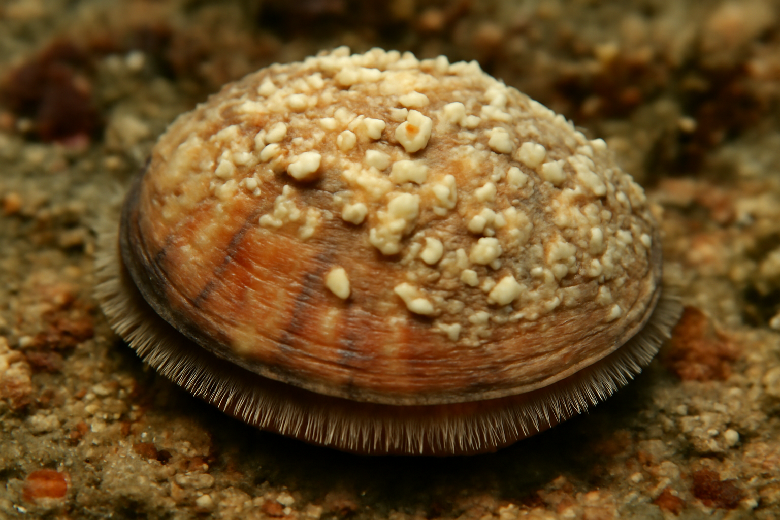 Calloused disc clam