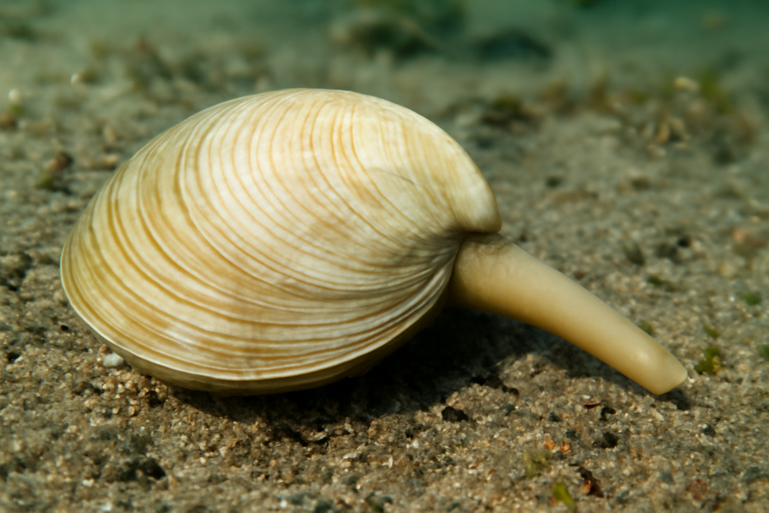 Southern Trough Shell