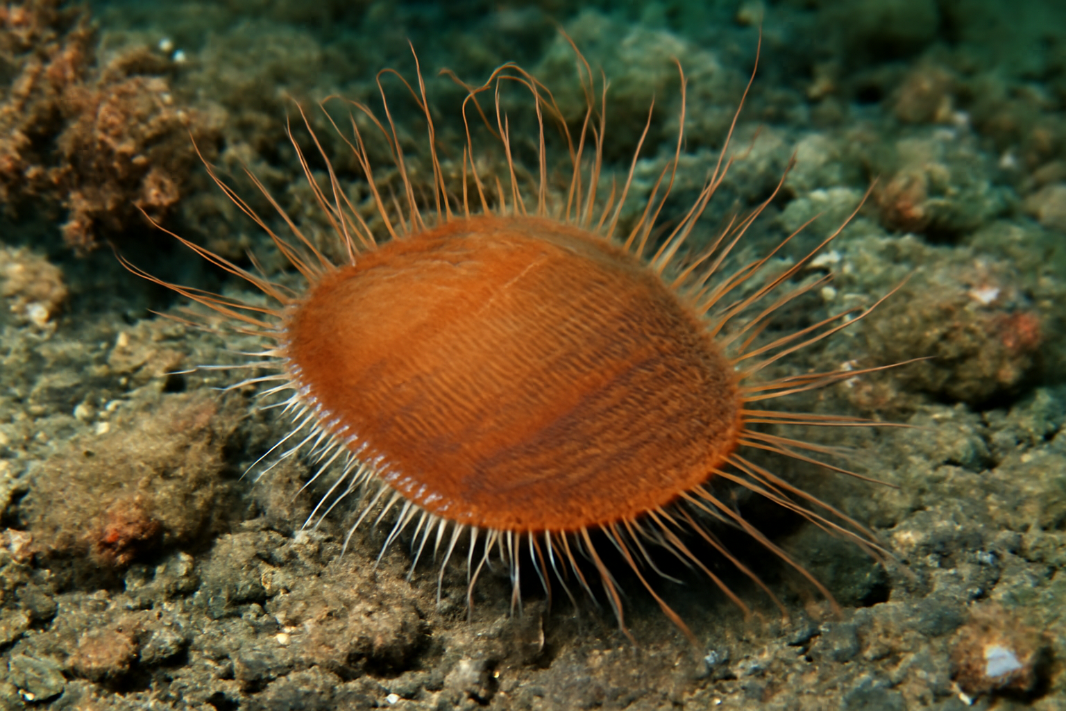 Brown File Shell