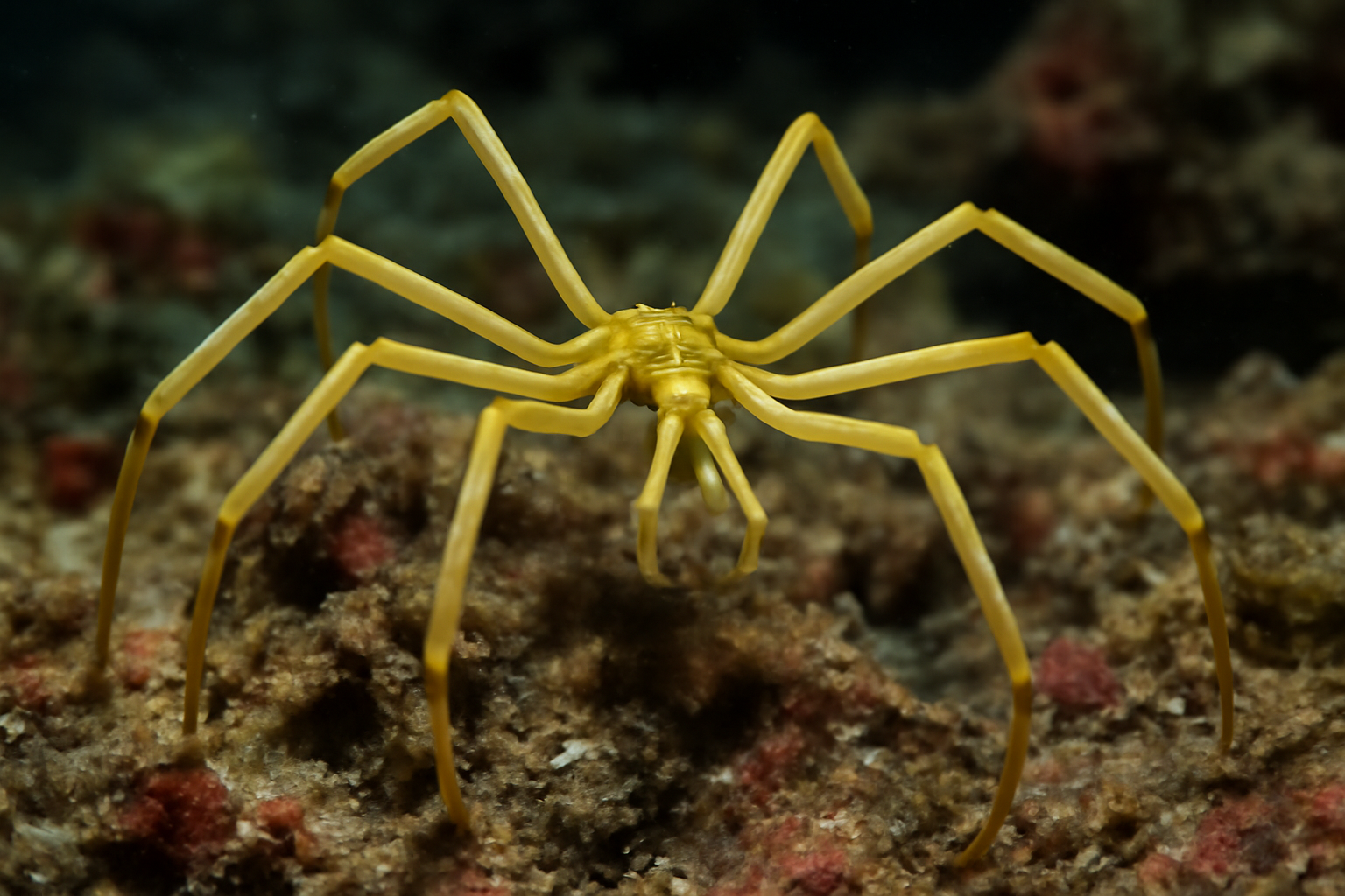 Subtropical Sea Spider
