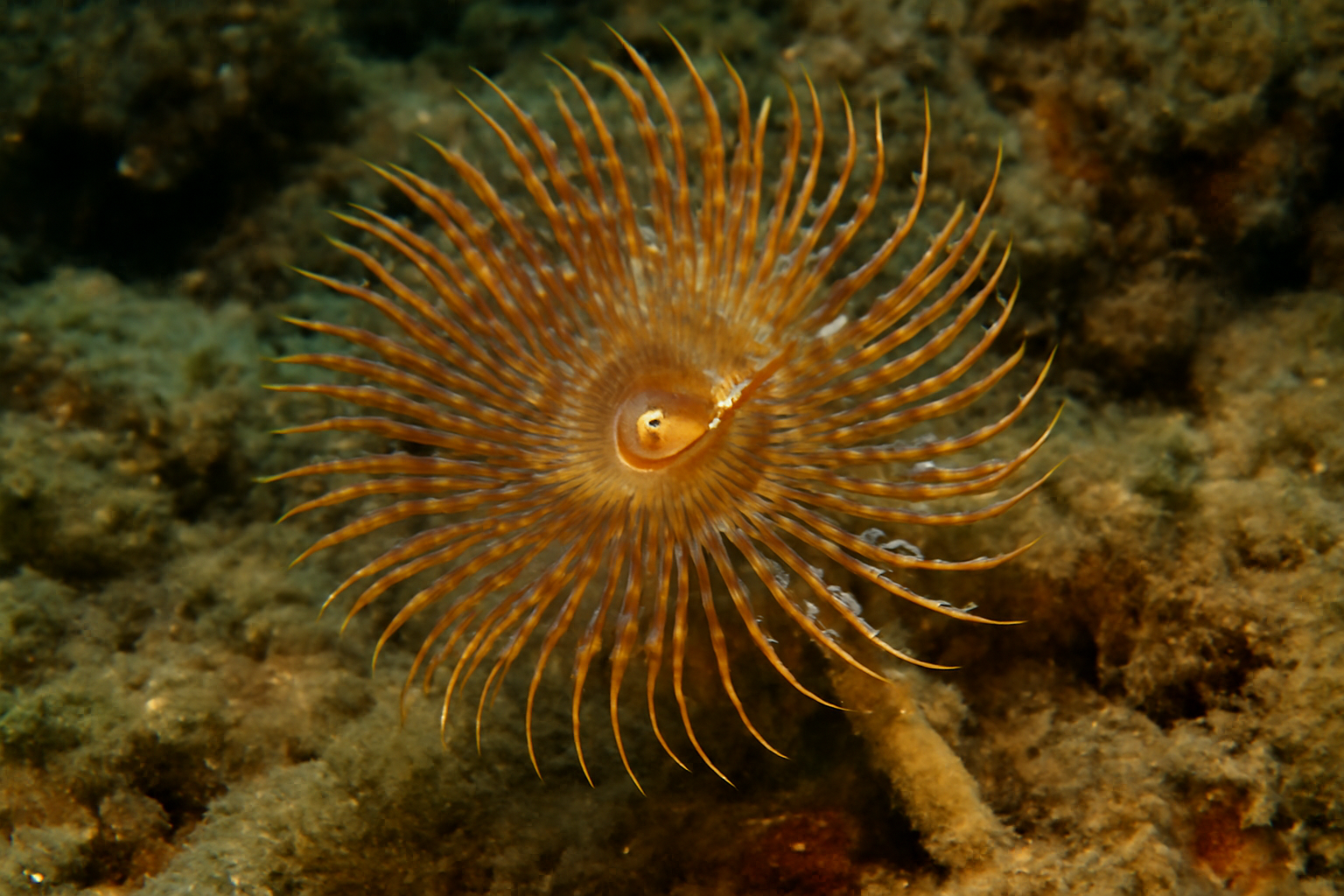 Mediterranean Worm