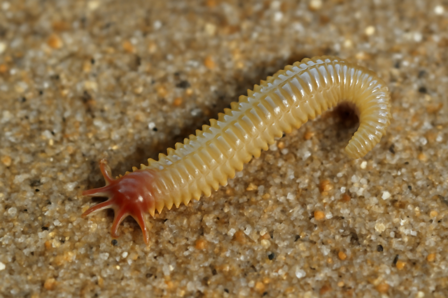 Mediterranean Beach Worm