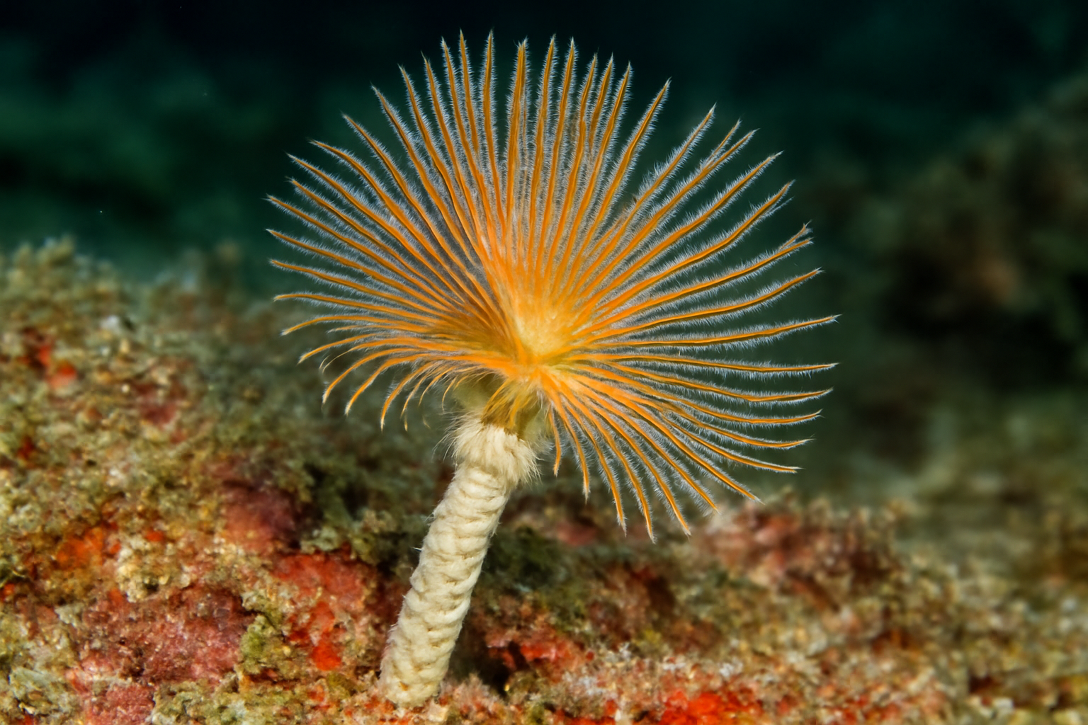 Calcisabella spiculifera